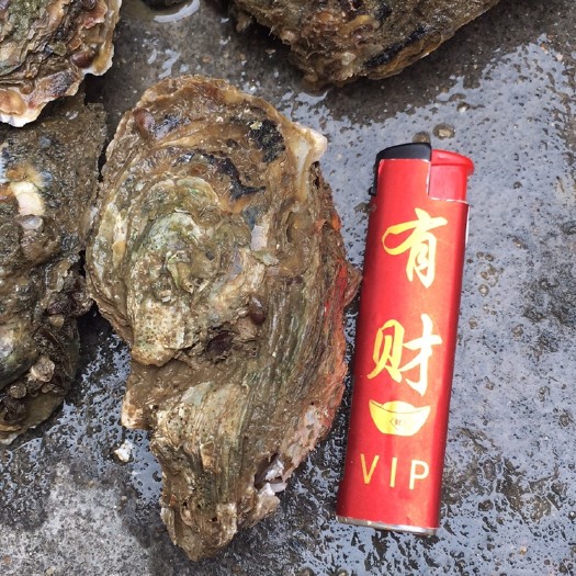 阳西县长牡蛎 正宗程村咸水肥蚝，一块钱一粒