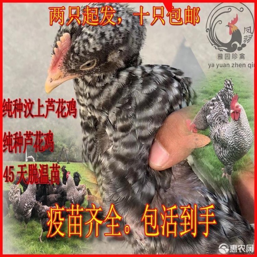 芦花鸡苗  汶上芦花鸡脱温苗 45天脱温苗 半斤左右 疫苗齐