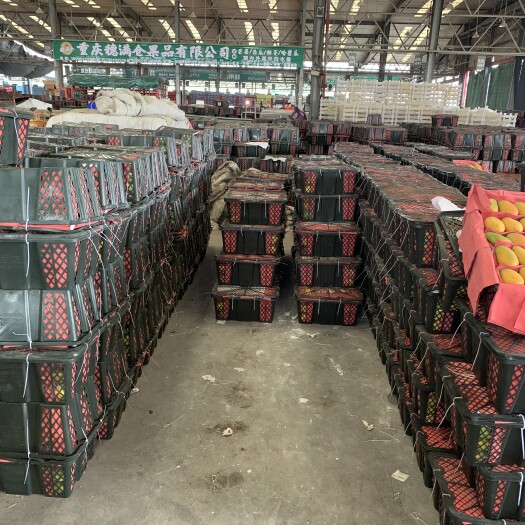 重庆市台农芒 2两以上