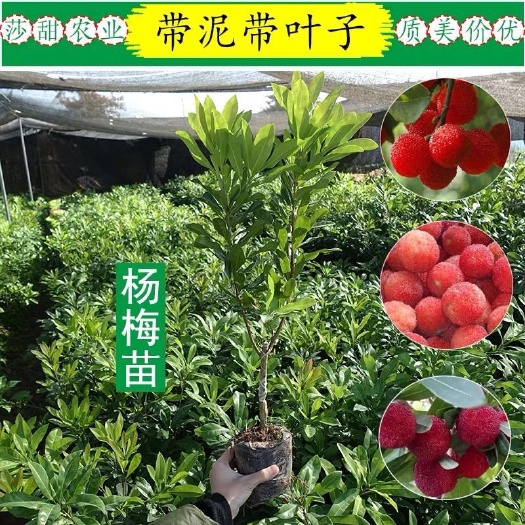 普宁市 杨梅树苗正宗嫁接东魁杨梅树苗带叶带土发货