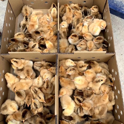 广州 麻黄鸡苗，k9麻黄鸡苗，882红麻，鸡苗公司直营值得信赖