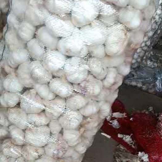 金乡县红皮蒜  金乡大蒜