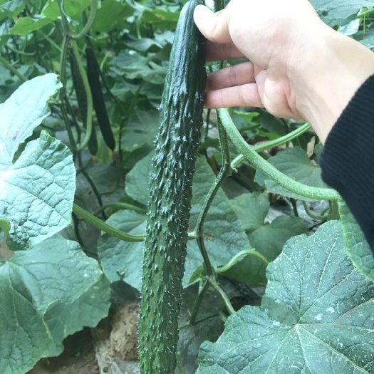 寿光市黄瓜种苗 越夏强雌油亮黄瓜 抗病高产 提供种植技术