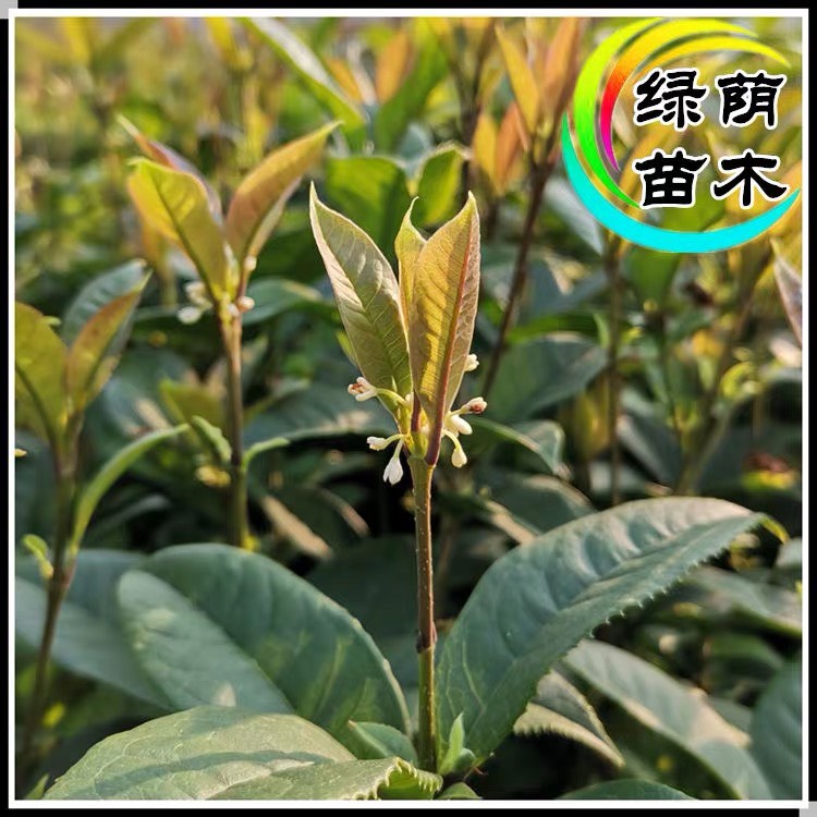 四季桂花苗桂花树苗四季桂花盆栽树苗月月桂树苗