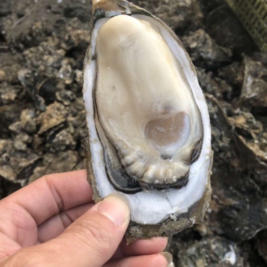 饶平县三倍体生蚝  乳山三倍体烧烤生蚝原产地直发，1+到5+都有