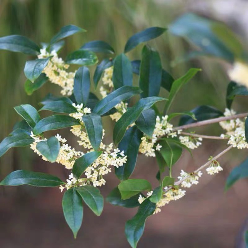 四季桂花苗桂花树苗四季桂花盆栽树苗月月桂树苗