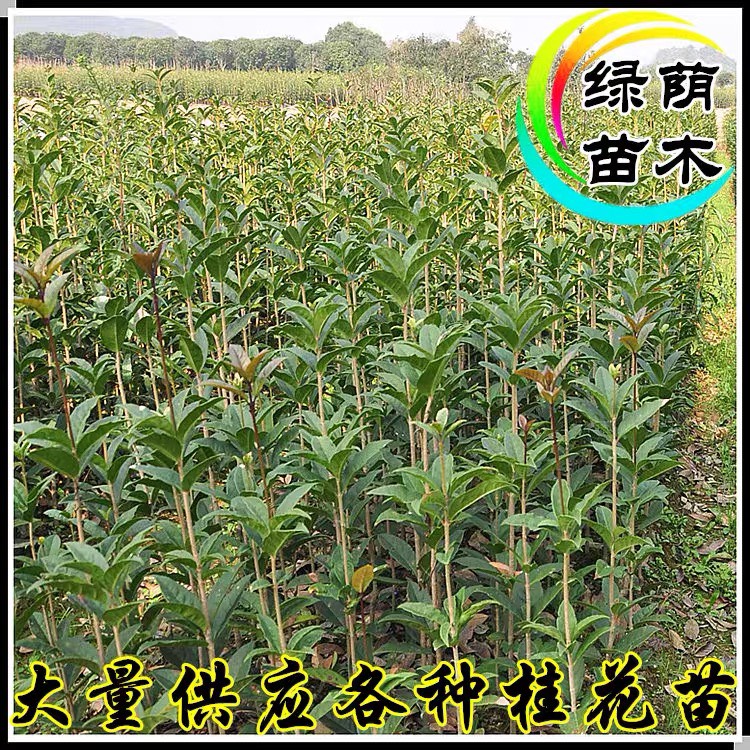 四季桂花苗桂花树苗四季桂花盆栽树苗月月桂树苗