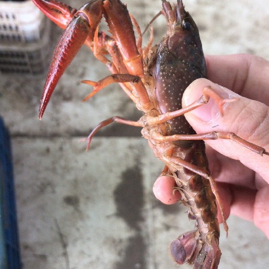 洪湖市深水小龙虾一大青