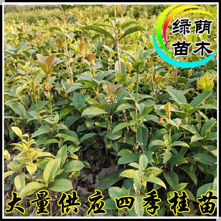 四季桂花苗桂花树苗四季桂花盆栽树苗月月桂树苗