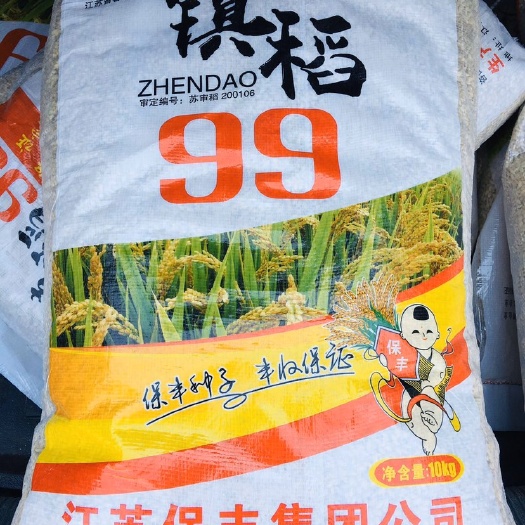 东海县 镇稻99水稻种，高产出米率高米香好吃又好看高产的水稻种