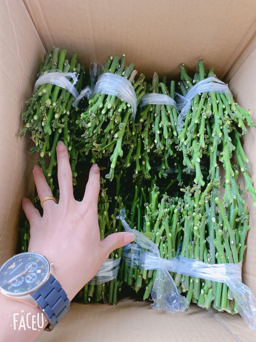 廉江市黄皮枝条  风梢贵妃黄皮嫁接枝条，苗厂专用