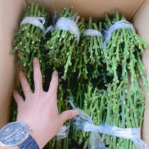 黄皮枝条  风梢贵妃黄皮嫁接枝条，苗厂专用