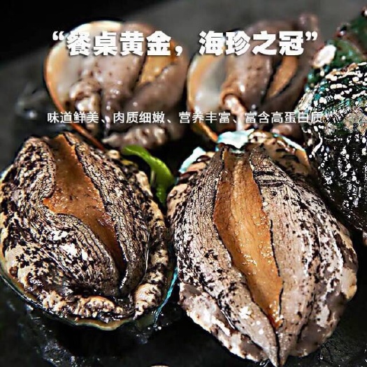  鲍鱼