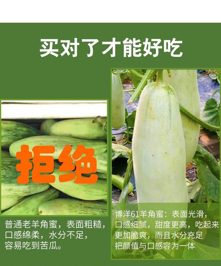 山東博洋61號蜜瓜 羊角蜜甜瓜大量現(xiàn)貨對接市場商超支持代發(fā)