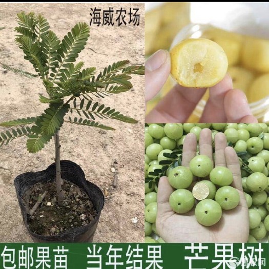 灵山县余甘果苗狮头甜种油甘苗油甘果树苗余甘子四季结果嫁接苗当年结果