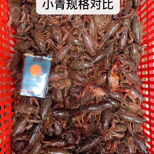 潜江市中国龙虾 国产 0.4斤/只以下 人工饲养