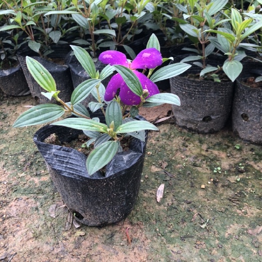 普宁市野牡丹苗 野牡丹植物牡丹花小苗（50颗包邮）