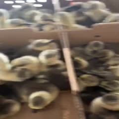 广州马岗鹅苗 马岗鹅 出壳苗 提供养殖技术