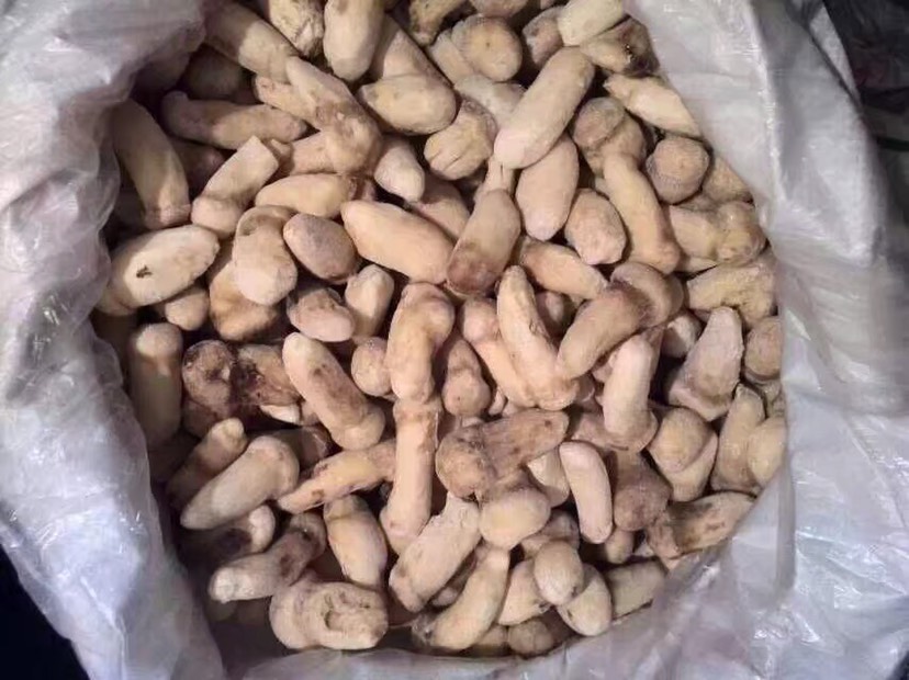  冰鲜松茸菌10公里以内可送货上门