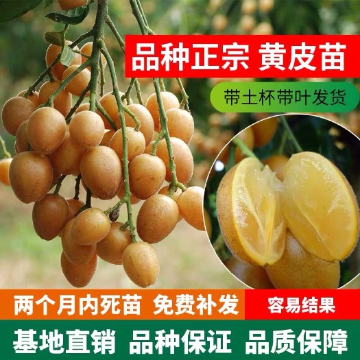 普宁市 黄皮果苗大鸡心嫁接冰糖无核黄皮树苗南方种植庭院盆栽地栽果树苗