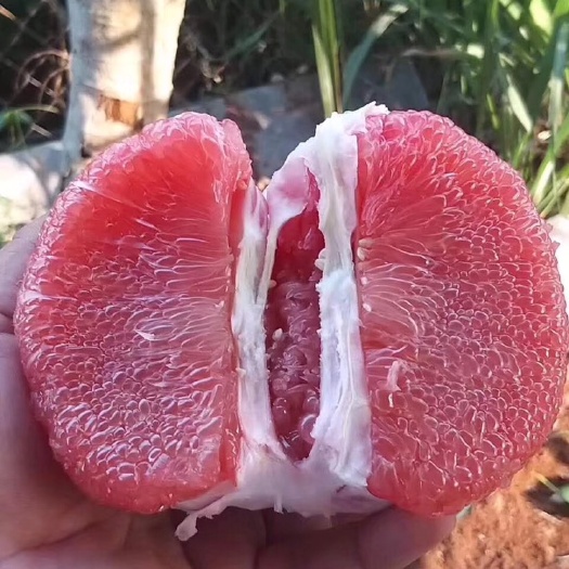 灵山县泰国青柚苗 优质嫁接红心青皮柚苗