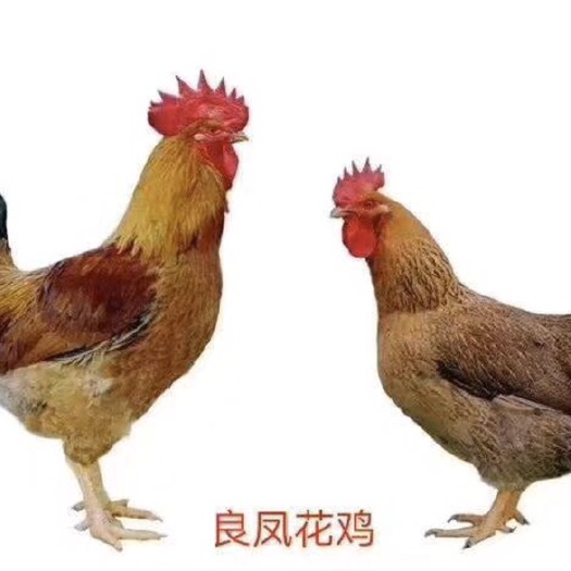 广州良凤花鸡苗【厂家直销 诚信经营 量大从优 疫苗到位】