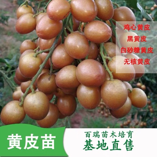普宁市 黄皮果苗无核黑黄皮苗树四季鸡心果苗南方种植果树嫁接苗盆栽