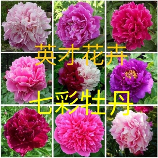 上海 七彩牡丹苗！四季开花 七种颜色 包成活