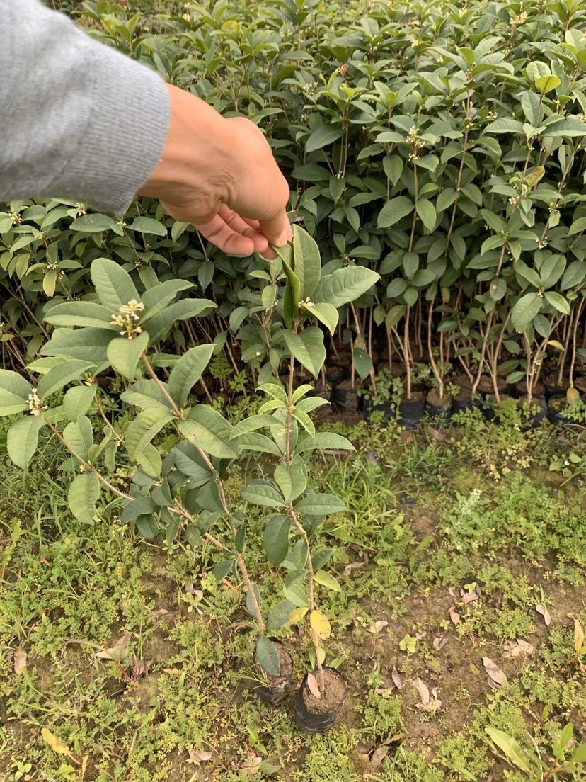 四季桂花苗桂花树苗四季桂花盆栽树苗月月桂树苗