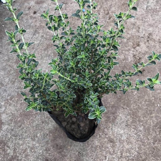 普宁市六月雪盆栽  六月雪七斤袋多分枝花冠淡红色或白色花柱长突出花