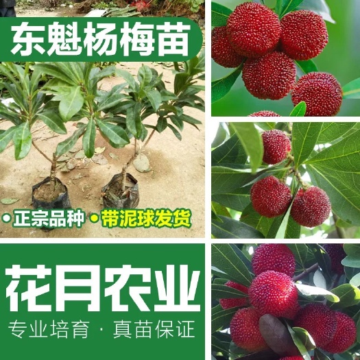 普宁市东魁杨梅树苗 3年正宗东魁杨梅苗专业嫁接品种保质量现挖基地直销
