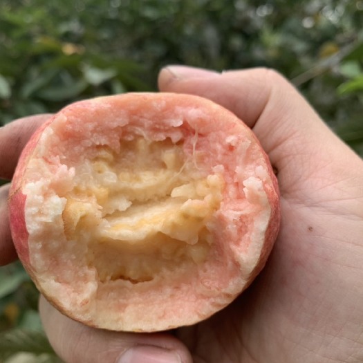 广州增城胭脂红番石榴水果软糯漂香芭乐源产地现摘现发货一件代发包邮