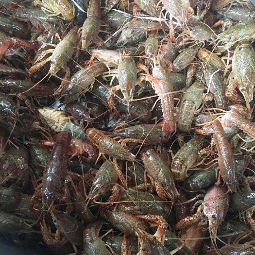 潜江市青壳小龙虾 234小青长期大量有货