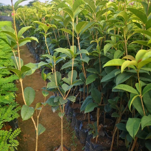 广州四季桂花苗桂花树苗四季桂花盆栽树苗月月桂树苗
