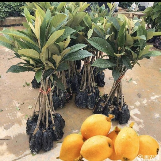 灵山县大五星枇杷苗枇杷苗树嫁接果树苗南北方种植特大枇杷苗当年结果