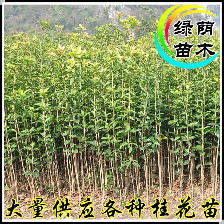 四季桂花苗桂花树苗四季桂花盆栽树苗月月桂树苗