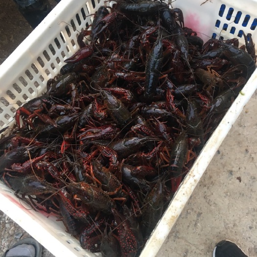 黄梅县中国龙虾 国产 0.8-1斤/只 人工饲养