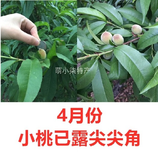 无锡阳山水蜜桃 小时候的味道