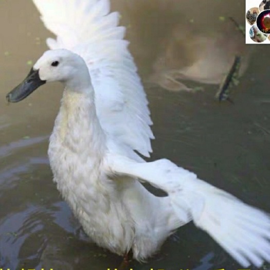 沭阳县黑嘴麻鸭，不腥气的鸭子