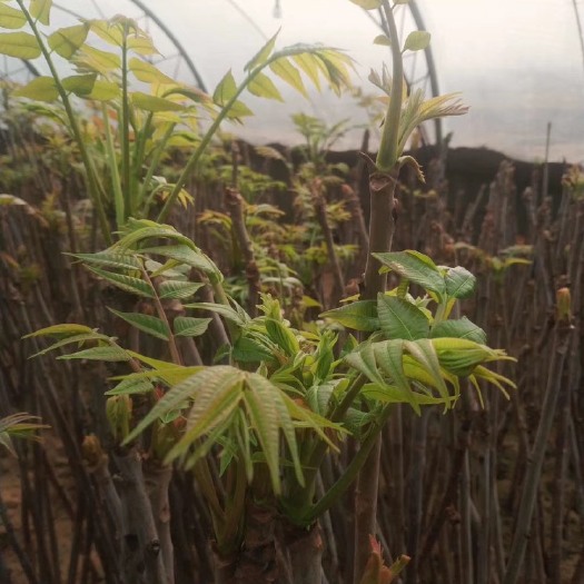 郓城县 大棚红油香椿芽 ！