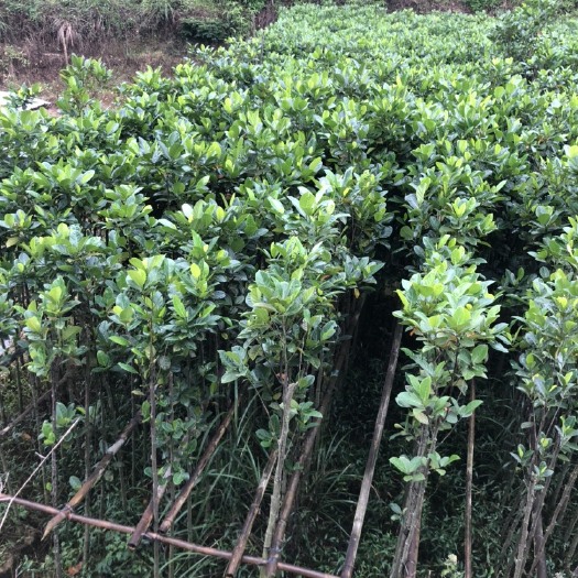 灵山县马来西亚一号菠萝蜜苗