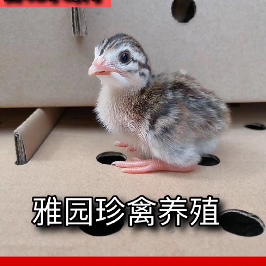 广州 珍珠鸡苗 提供养殖技术 包运输风险