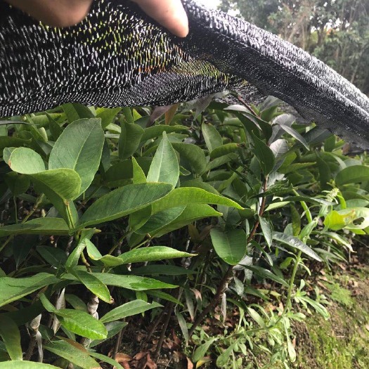 普宁市黑金刚莲雾苗，黑糖芭比，大叶红，巴掌莲雾苗