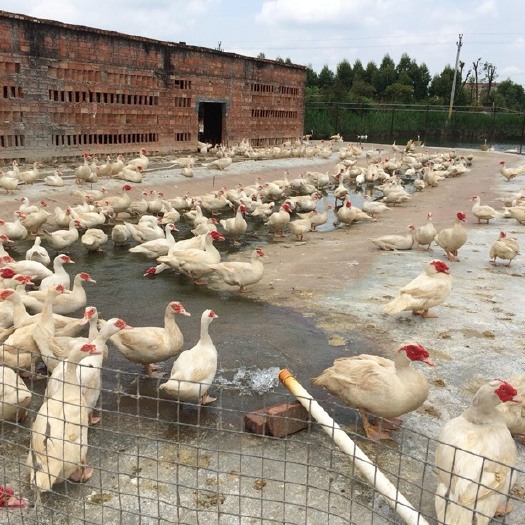 昆明 白番鸭苗，厂家直销，一手货源，品质保证，运死包赔