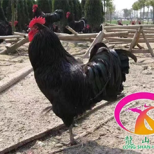 广州黑羽红冠鸡苗  死亡包赔，包接种疫苗