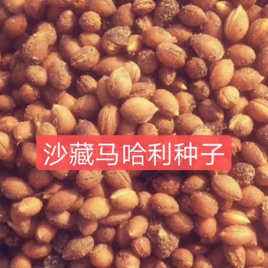 泊头市樱桃种子  基地优质马哈利种子价格及种植技术芽率高