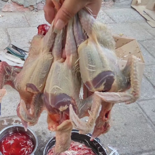 泰安乳鸽 自家鸽厂现订现杀，品质保证