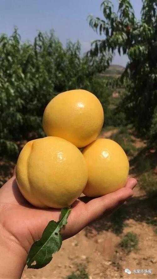 大连 大量油桃、蜜硕、油28欢迎采购