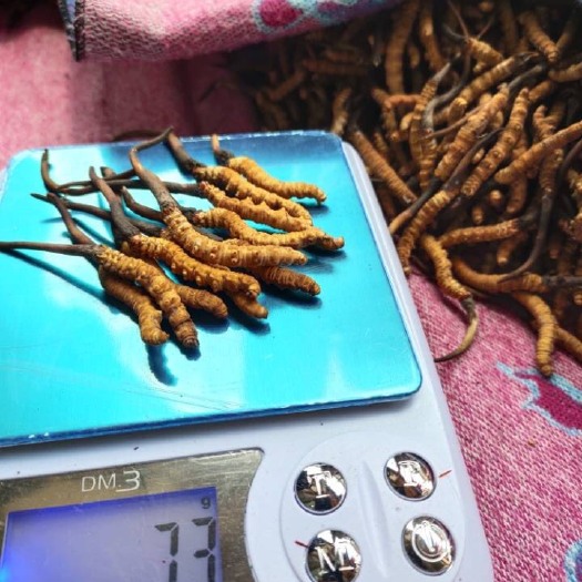 金川县阿坝虫草 新鲜大草