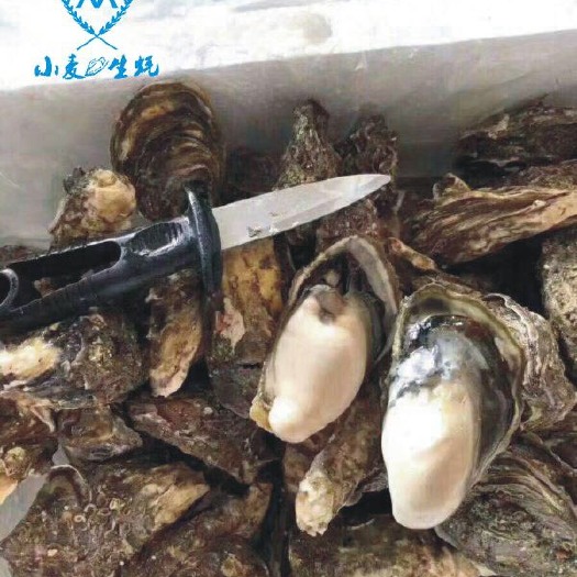 饶平县井州牡蛎 汫洲大蚝！一个八毛五！支持微商一件包邮！